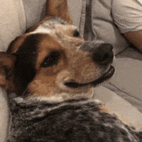 Explore wait what dog GIFs