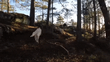 Golden Retriever Dogs GIF by Mall Grab