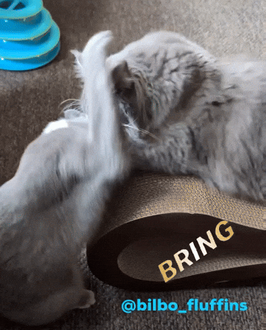Bilbofluffins GIF