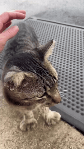 Stray Cat GIF