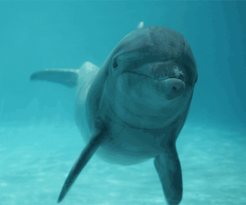 dolphin meme gif