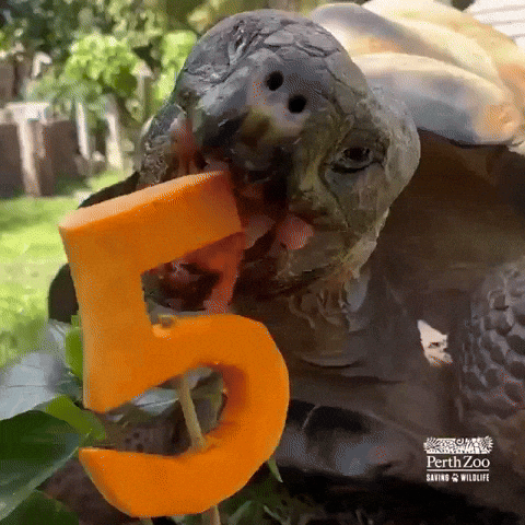 Video gif. Turtle takes a big bite out of a birthday cake candle that's shaped like a 5, possibly made out of cantaloupe, attached to a bush in a backyard setting. 