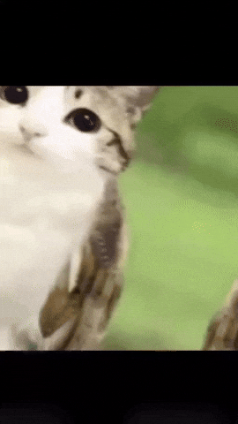 Cat GIF