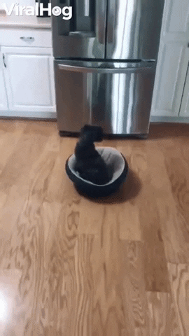 Dog Does Chores From Bed GIF by ViralHog