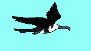 NyahooStudio cartoon animated bird fly GIF