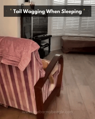 Beagle GIF