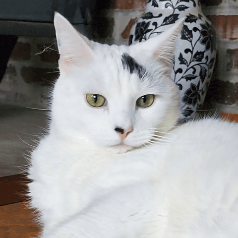 Happy Sunday Cat GIF