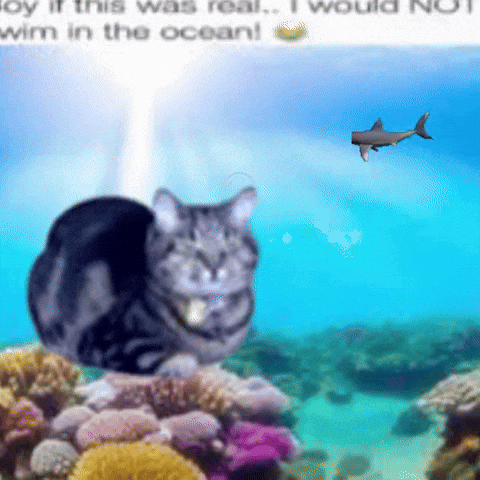 Cat GIF