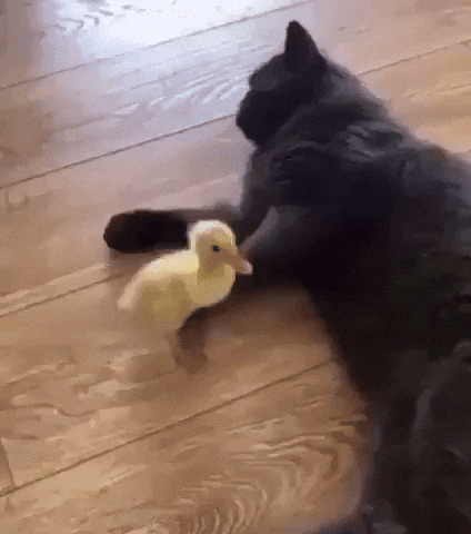 Cat Friends GIF