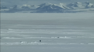 Depressed Penguin GIF