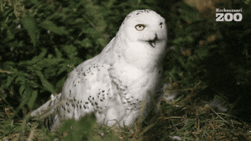 Snowy Owl Birds GIF by Korkeasaari Zoo