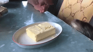 Food GIF