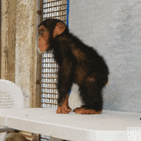Angry-monkey GIFs - Get the best GIF on GIPHY