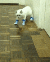 boots puss GIF