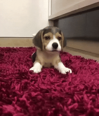 giphy.gif?cid=ecf05e47l9zkvcedw2jx36s7w4d3bgpfb3f2u6vuw2b7u2mr&rid=giphy.gif&ct=g