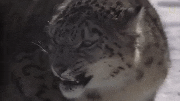 natgeowild nat geo wild snow leopard GIF