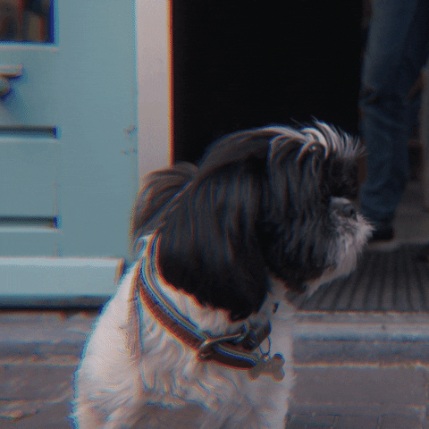 universalmusicnl reaction cute dog mood GIF