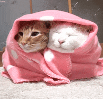 Video gif. Two cats are swaddled together in a pink polka dot blanket. One cat is completely a sleep, while the other is looking over to its left with slightly sleepy eyes.