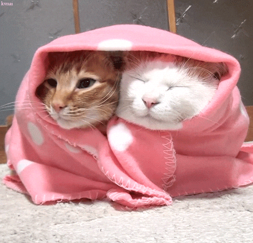 cold cat GIF