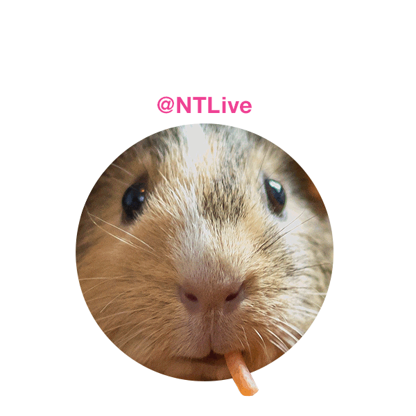 Guinea Pigs Nt Live Sticker by National Theatre for iOS & Android GIPHY