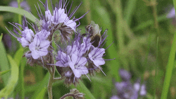 Cheshire Wildlife Trust GIF