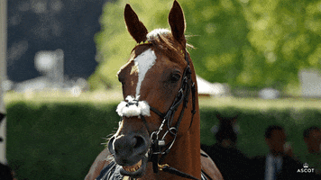 AscotRacecourse smile confused tennis horse GIF