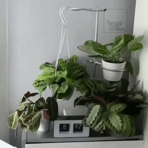 Prayer Plants GIF
