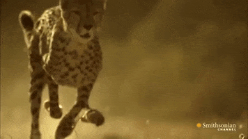slow motion cheetah slomo GIF
