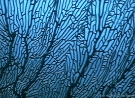 Marine Biology GIF