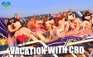 Relaxed Family Vacation GIF by Imaginal Biotech
