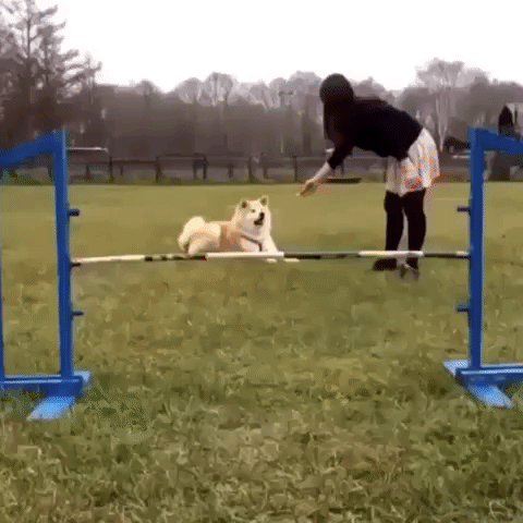 dog motion GIF by The Videobook