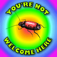 Go Away Cockroach GIF