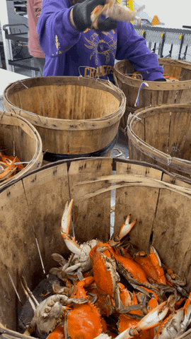 Seafood Grading GIF by The Crab Place