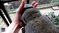 Rescued Monkey Can't Keep Eyes Away From Reflection on Phone Screen