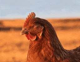 Chiken GIF