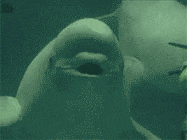 beluga whale GIF