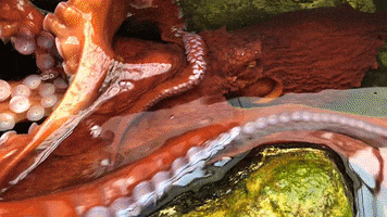 Giant Pacific Octopus Water GIF by OctoNation® The Largest Octopus Fan Club!