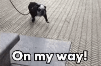 Dog Walk Gifs Get The Best Gif On Giphy Dog Walk Gifs Get The Best Gif On Giphy