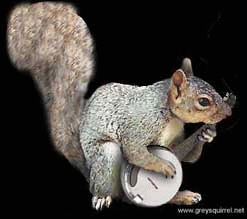 Squirrel GIF