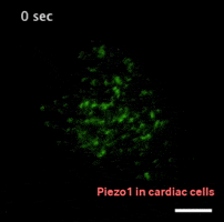 Fluorescence Heart Cells GIF by Imperial College London