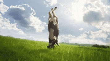 Cow GIF