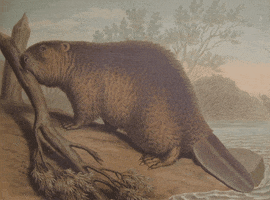 Beaver GIF by GIF IT UP