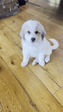 Dogs Love GIF by Real Food RN