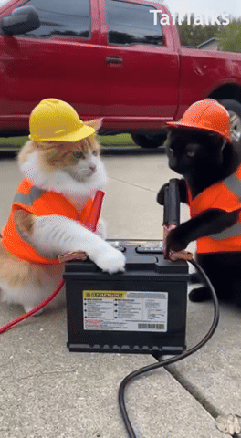 Cats GIF