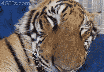  animals sleeping tiger nose nap GIF