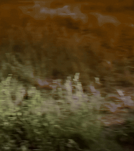 Dog Summer GIF