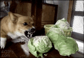 Angry Corned Beef And Cabbage GIF