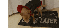 Vampire Dog Sticker by Launch Over Films LLC