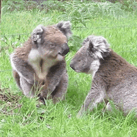 koalas kiss GIF