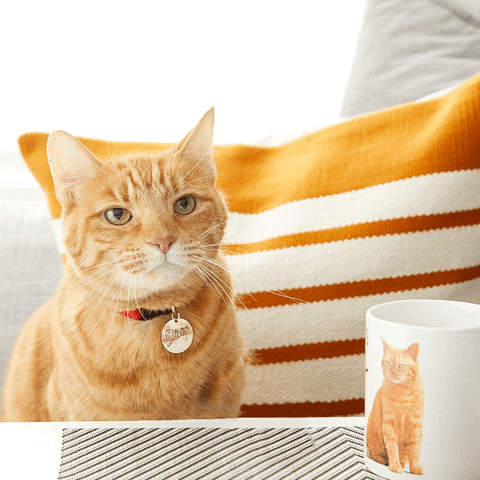 Monday Morning Coffee GIF by Morris the 9Lives Cat